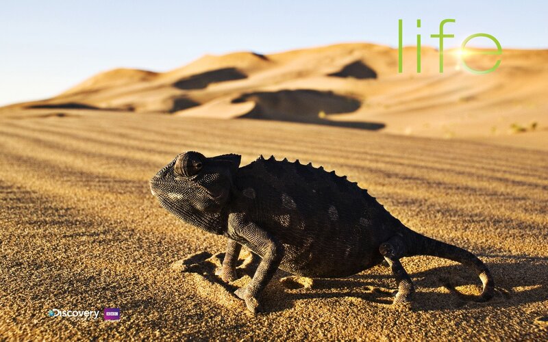 chameleon in the desert