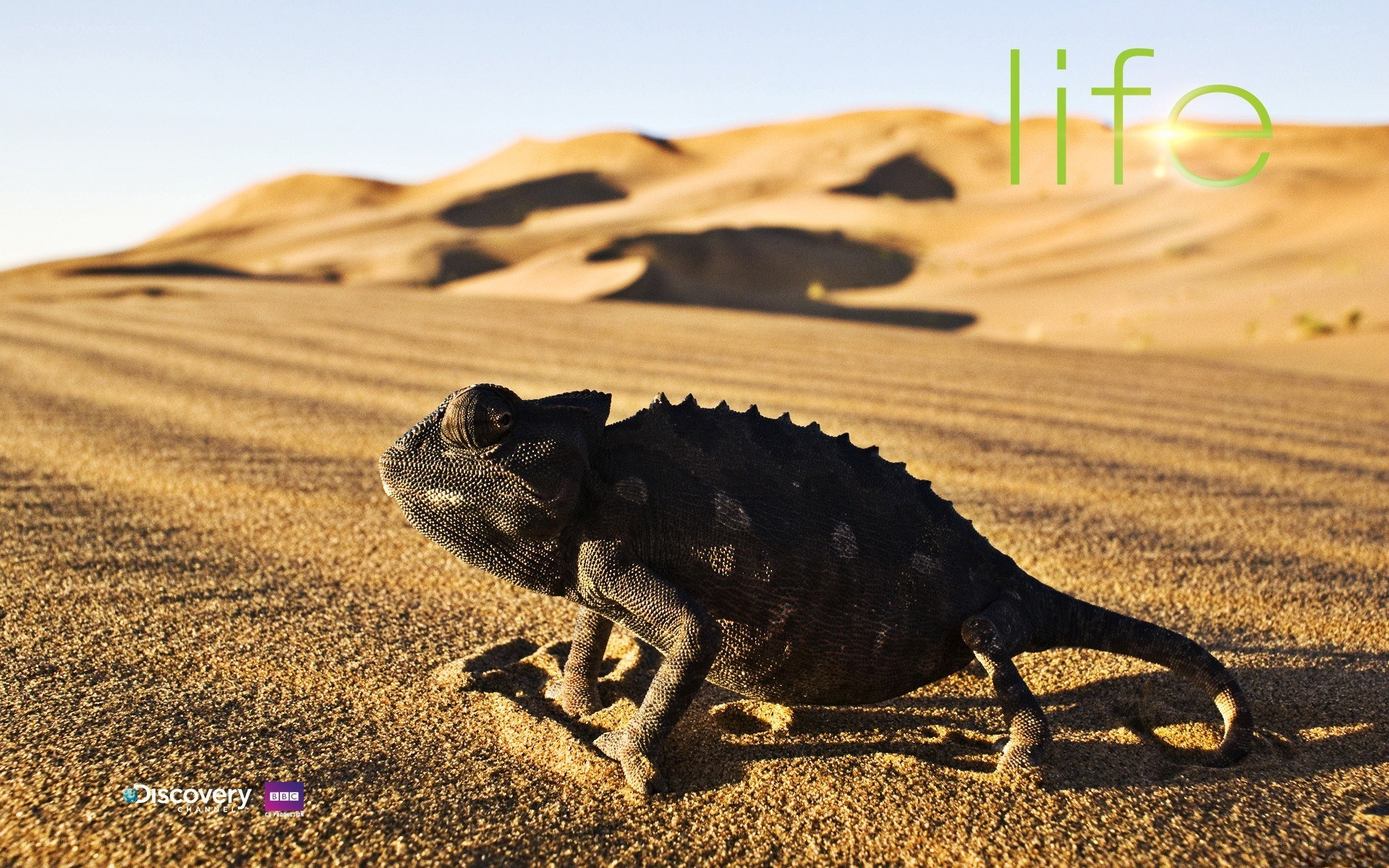 chameleon in the desert