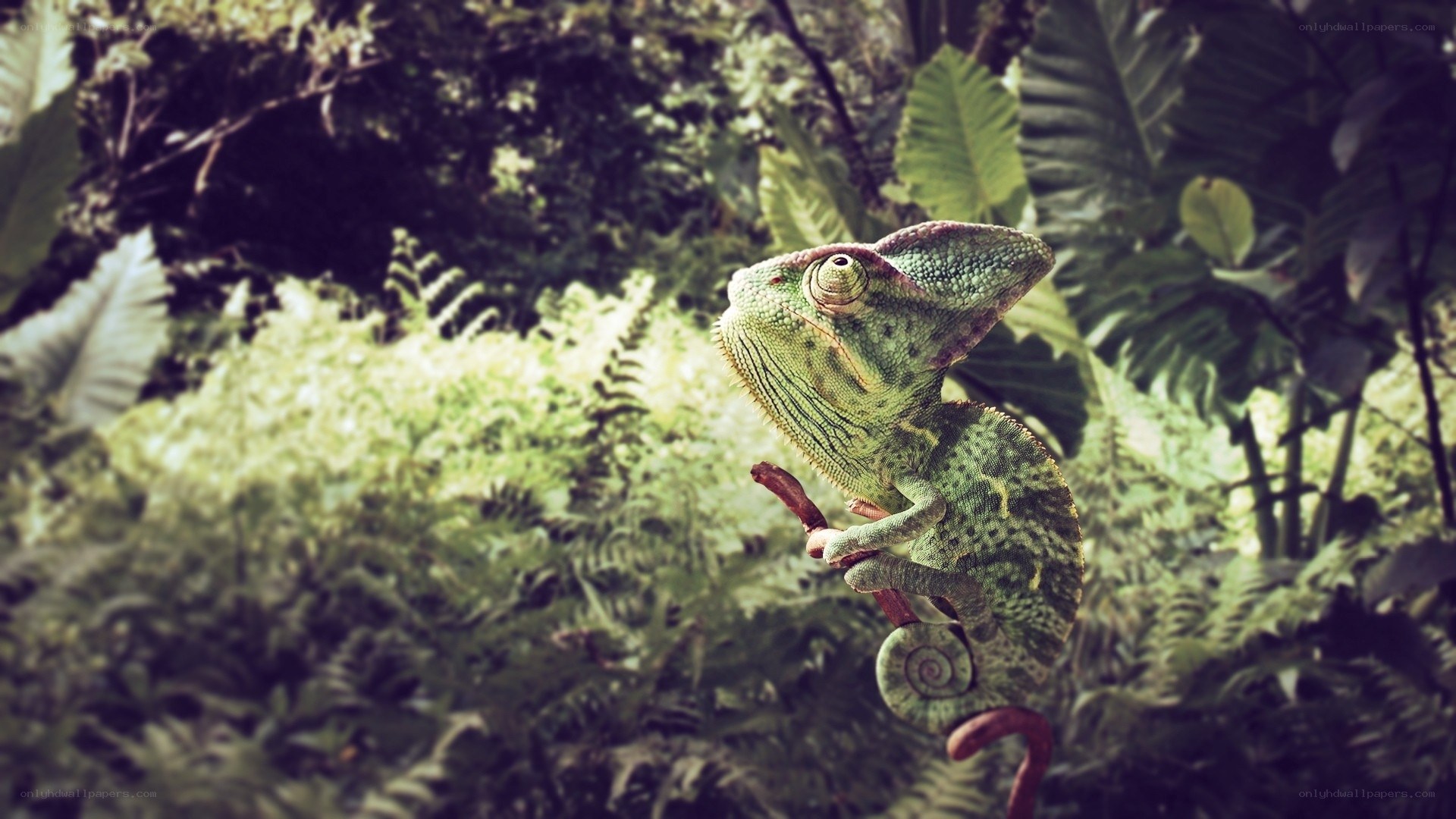 chameleon in the jungle