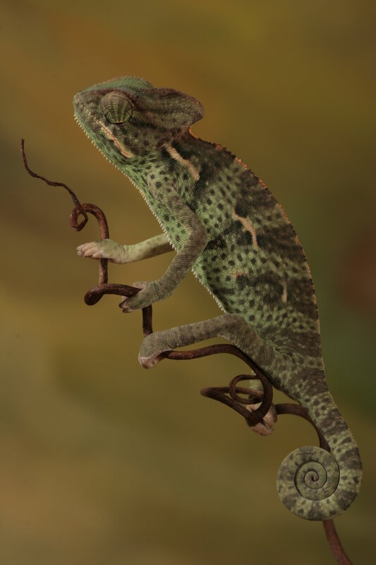 Chameleon on a branch
