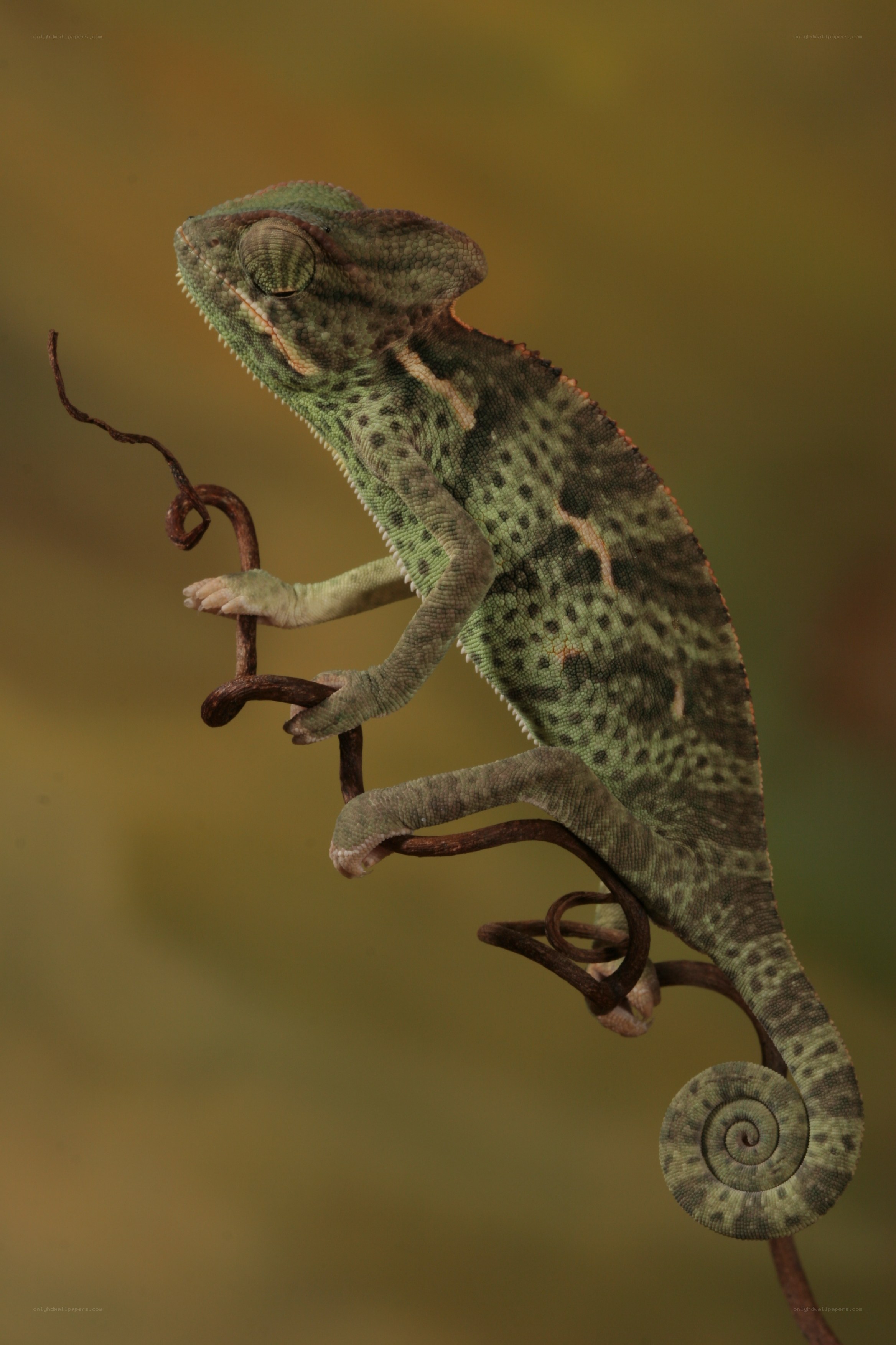 Chameleon on a branch