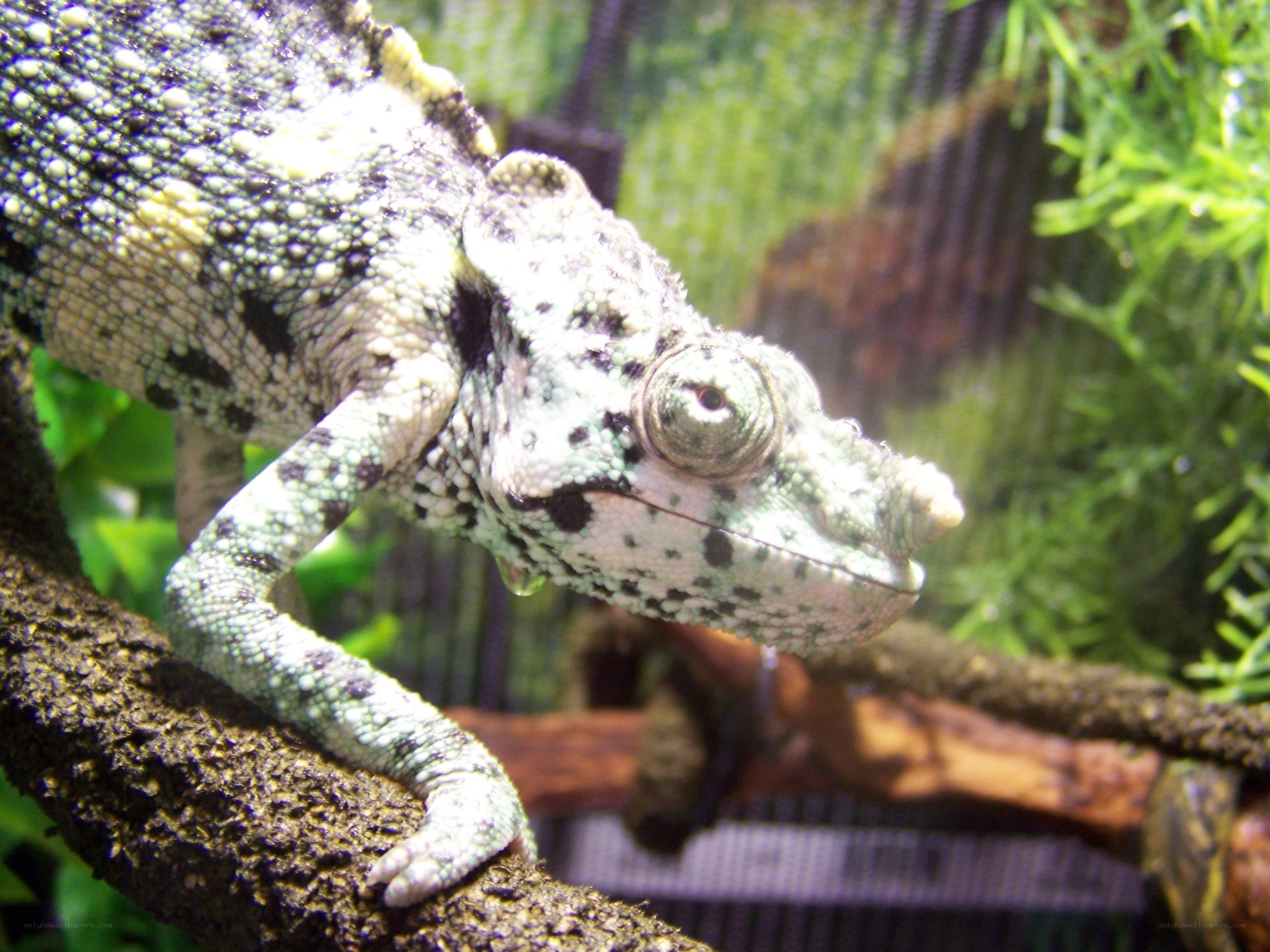chameleon on a branch