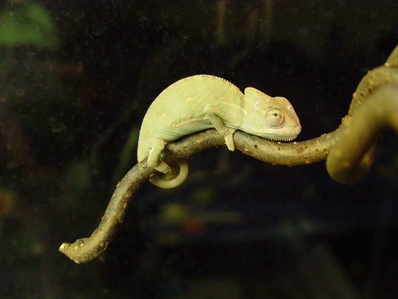 chameleon on a branch