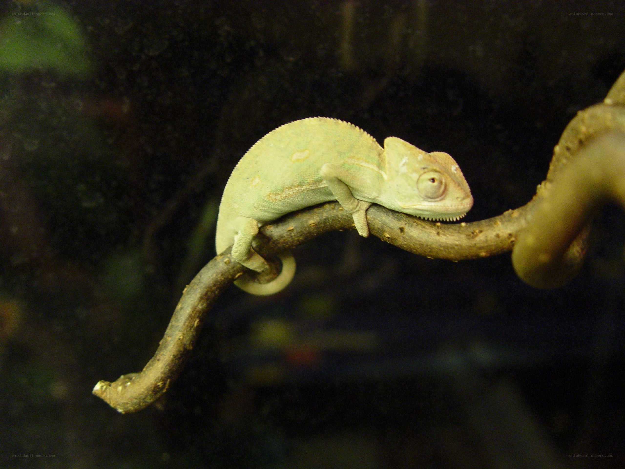 chameleon on a branch