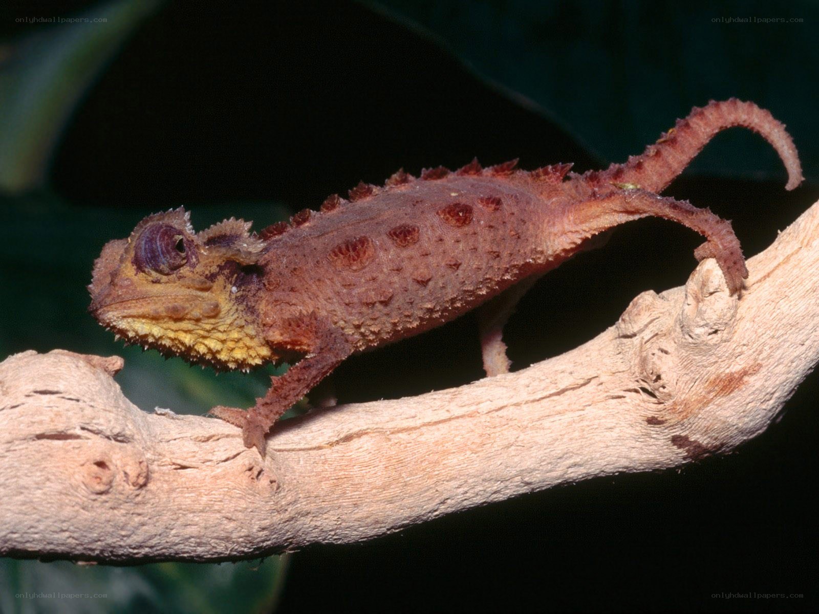chameleon on a branch