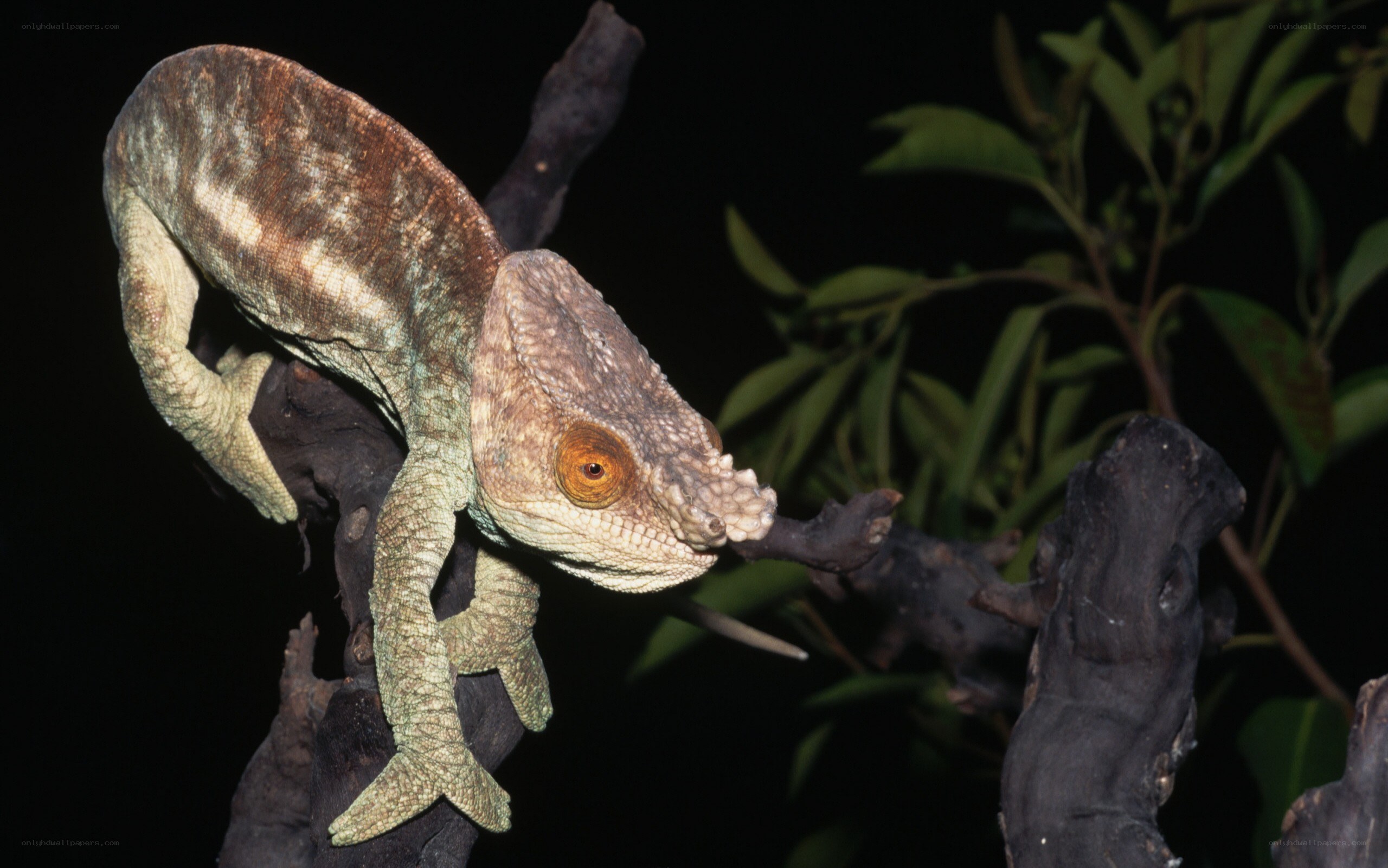 chameleon on a branch