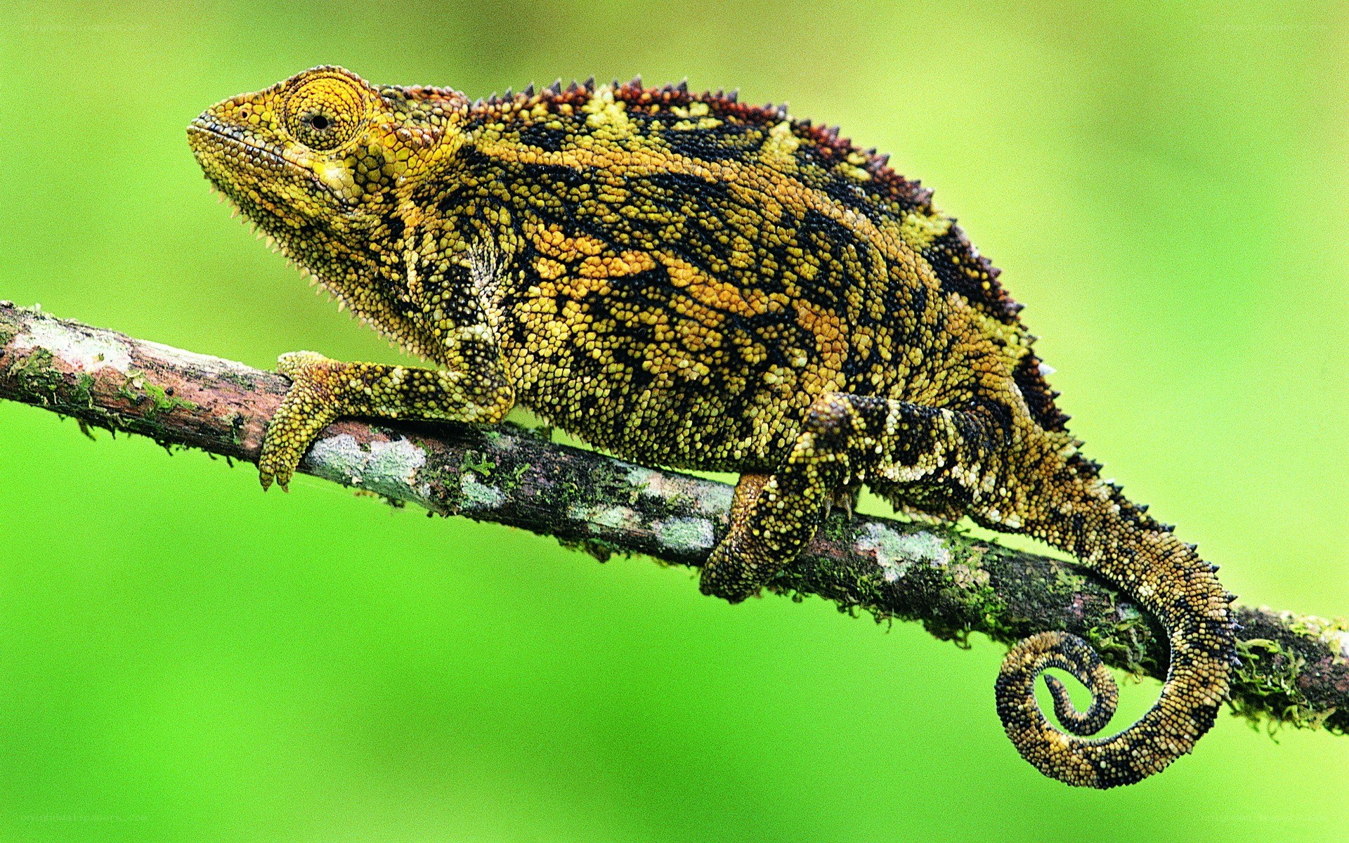 Chameleon on a branch