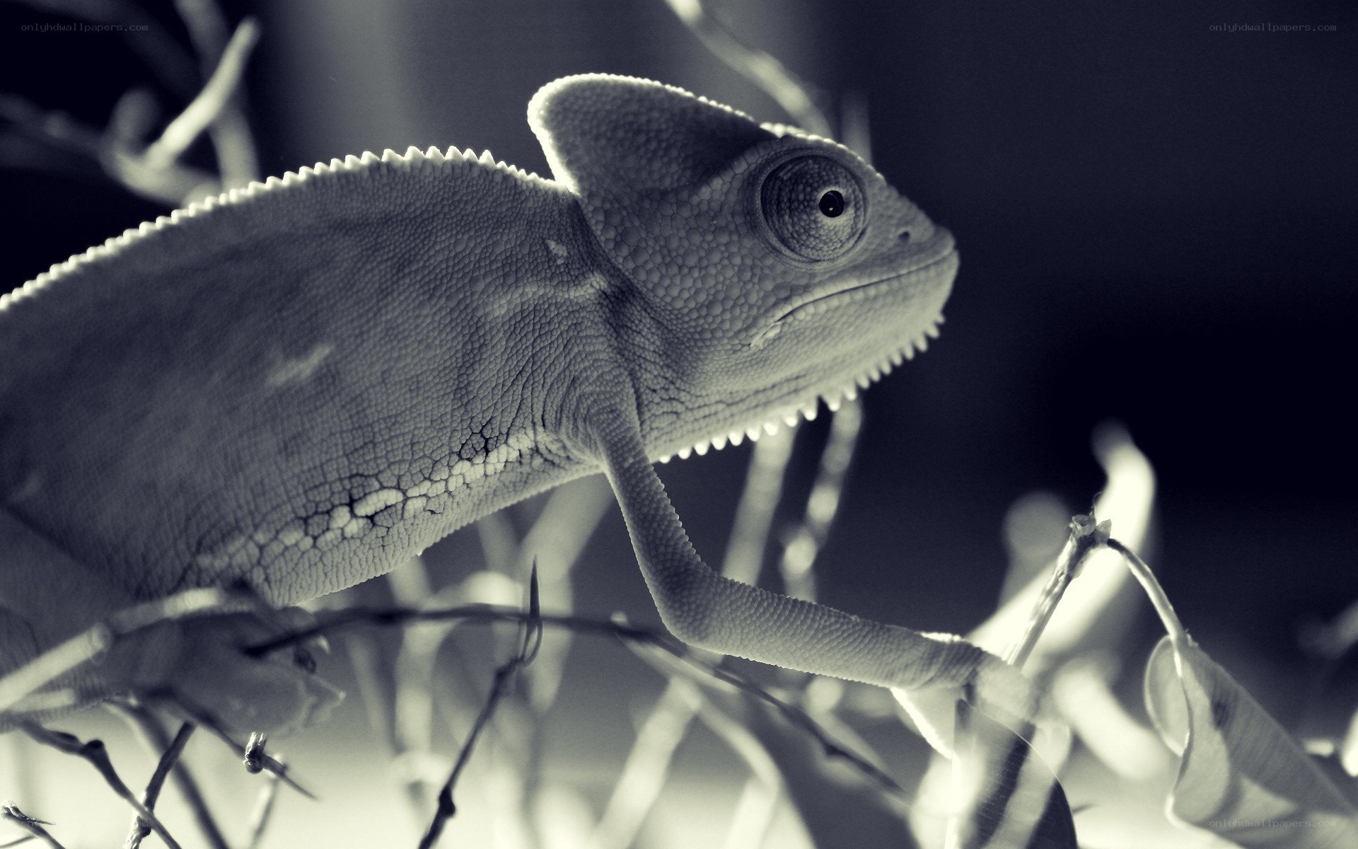 chameleon on a branch