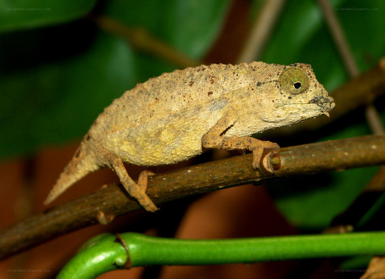 chameleon on a branch