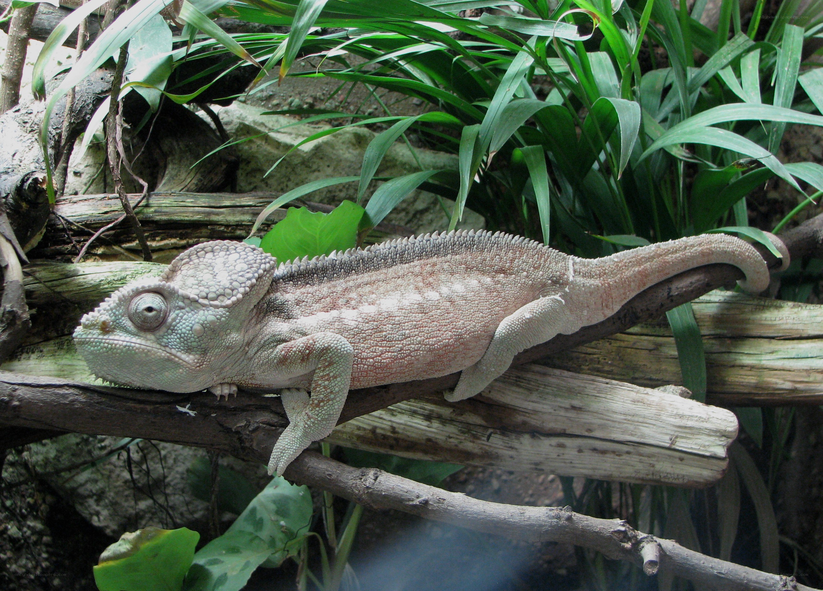 chameleon on a branch