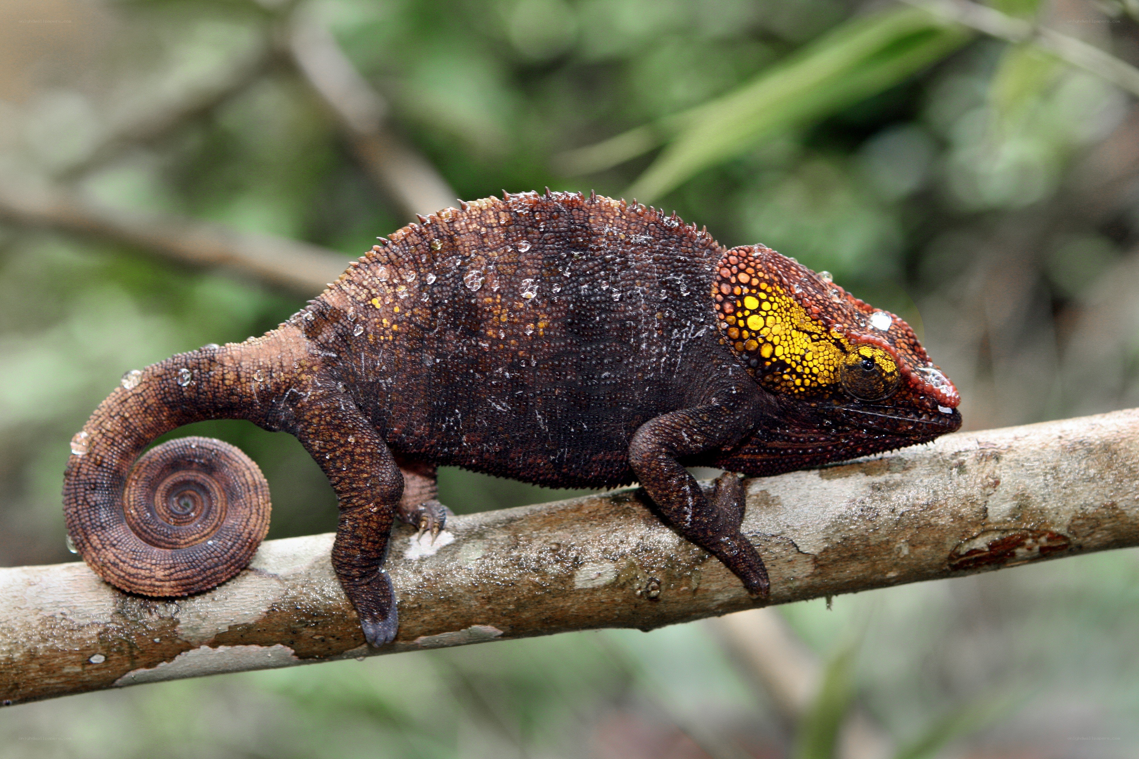 chameleon on a branch