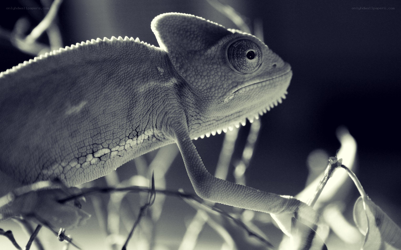 chameleon on a branch
