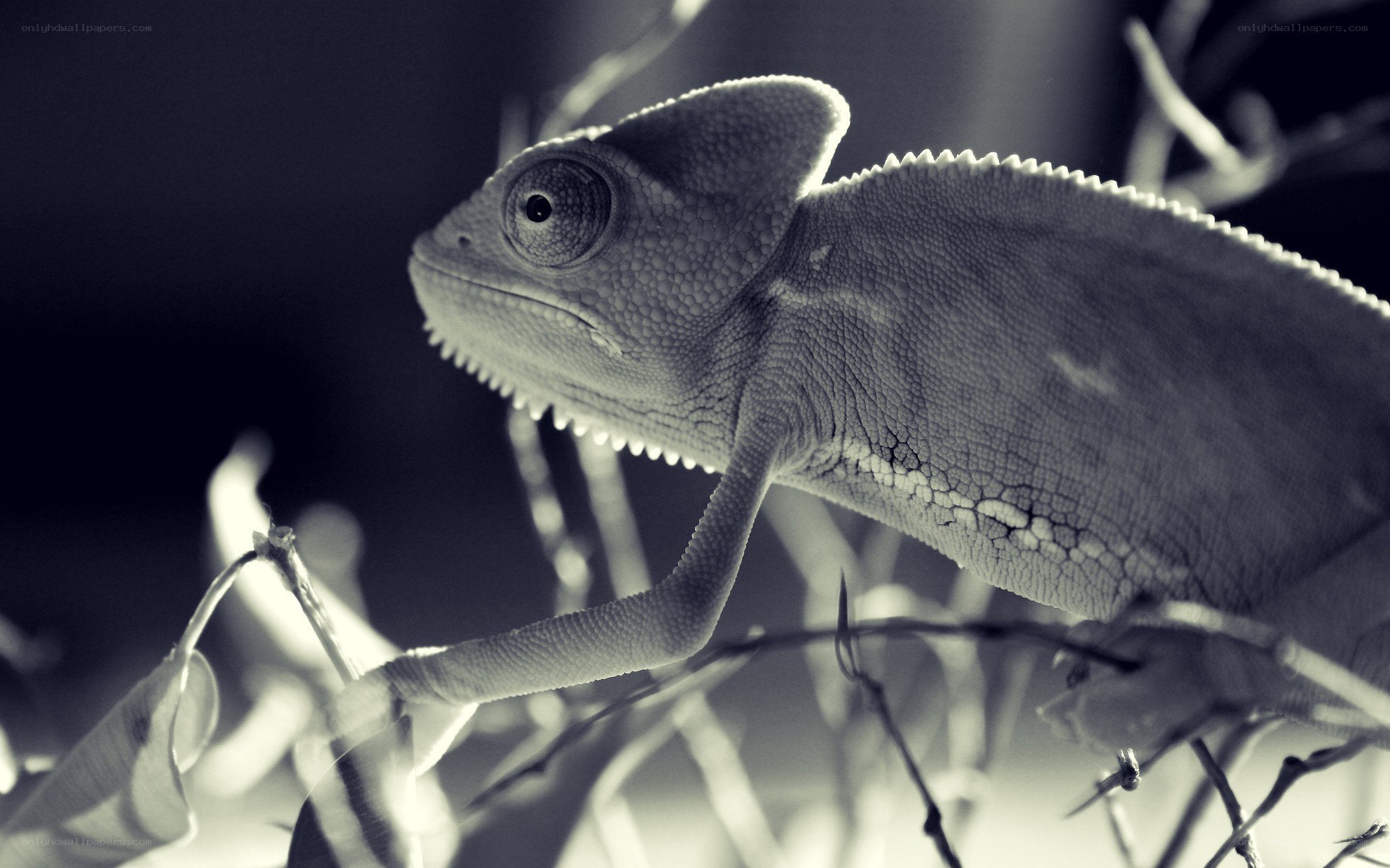 chameleon on a branch
