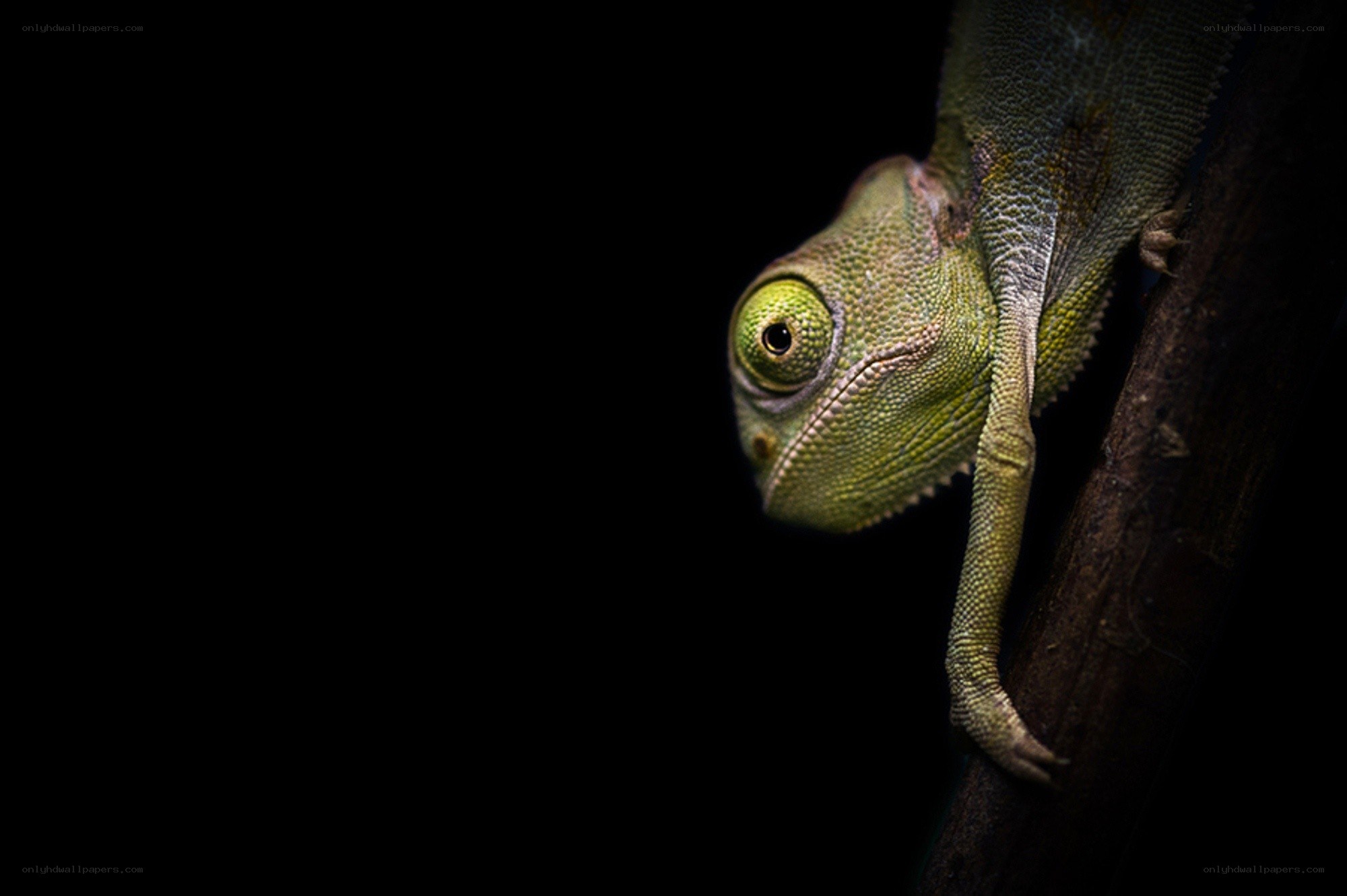 Chameleon on a branch