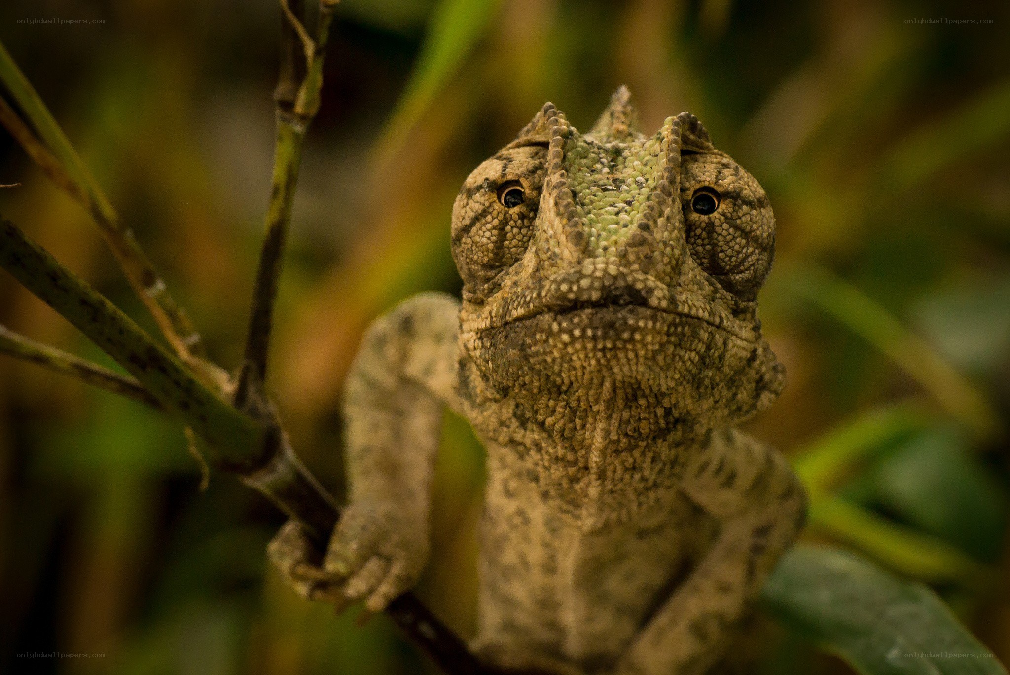chameleon on a branch
