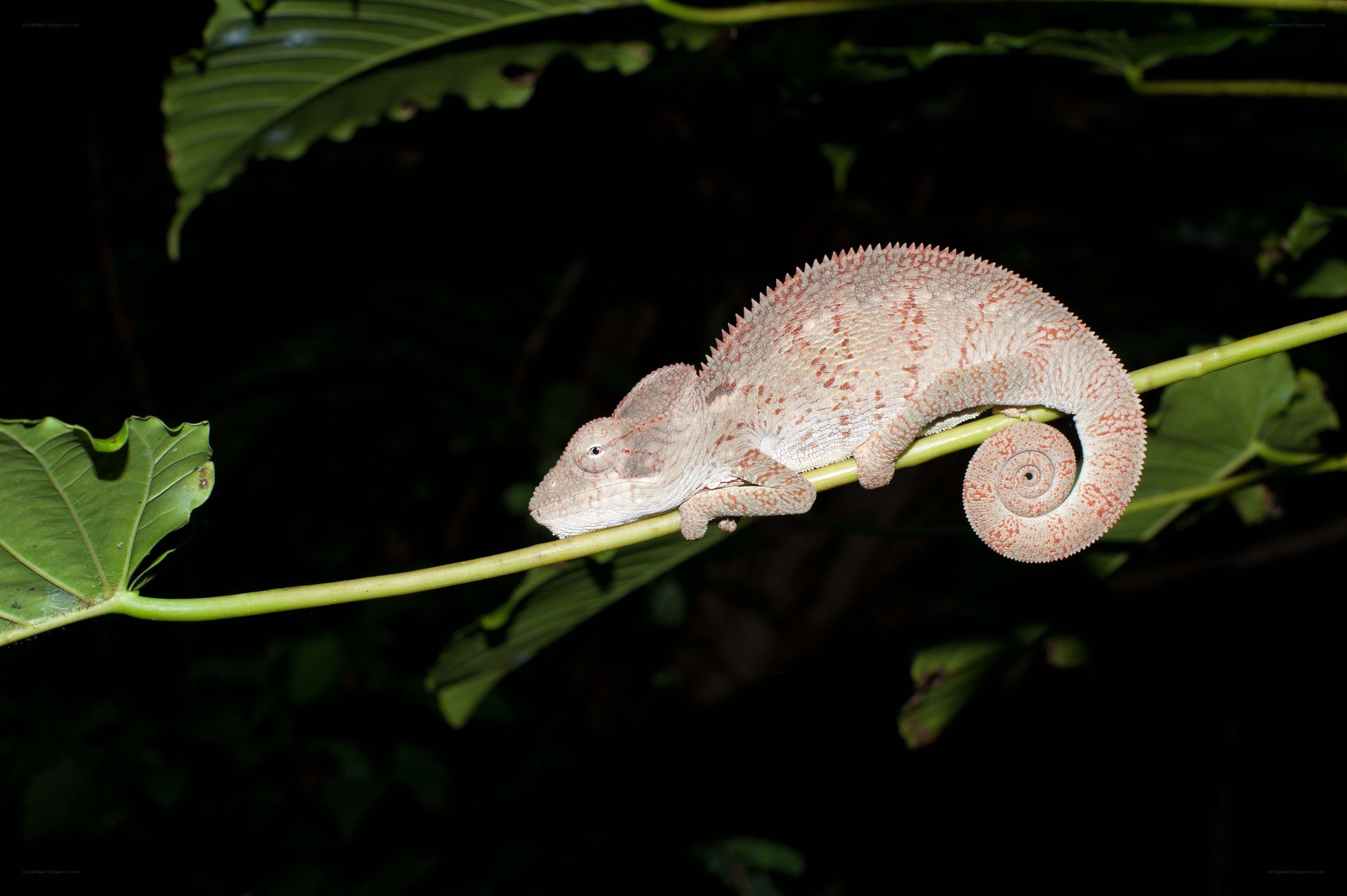 Chameleon on a branch
