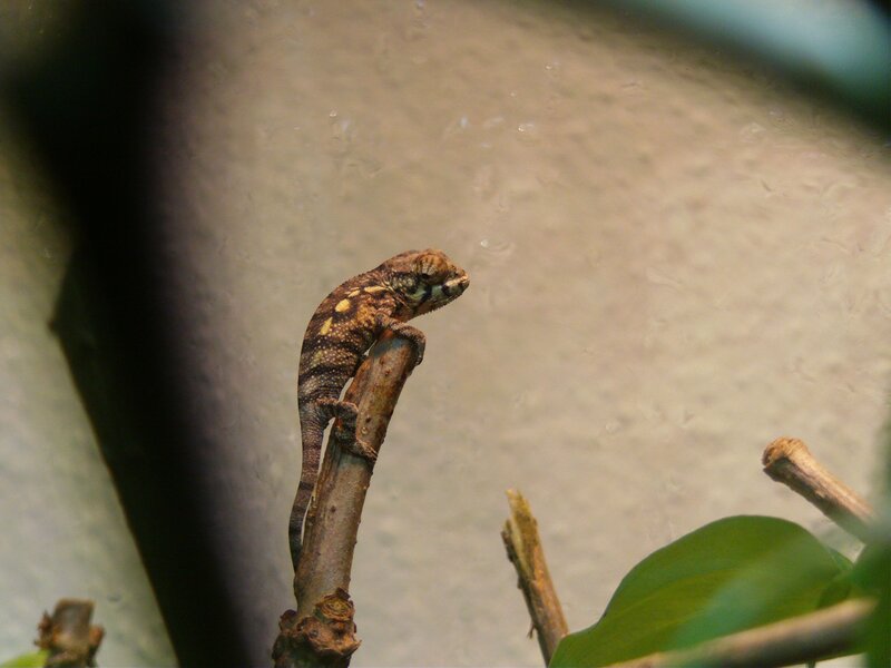 chameleon on a branch