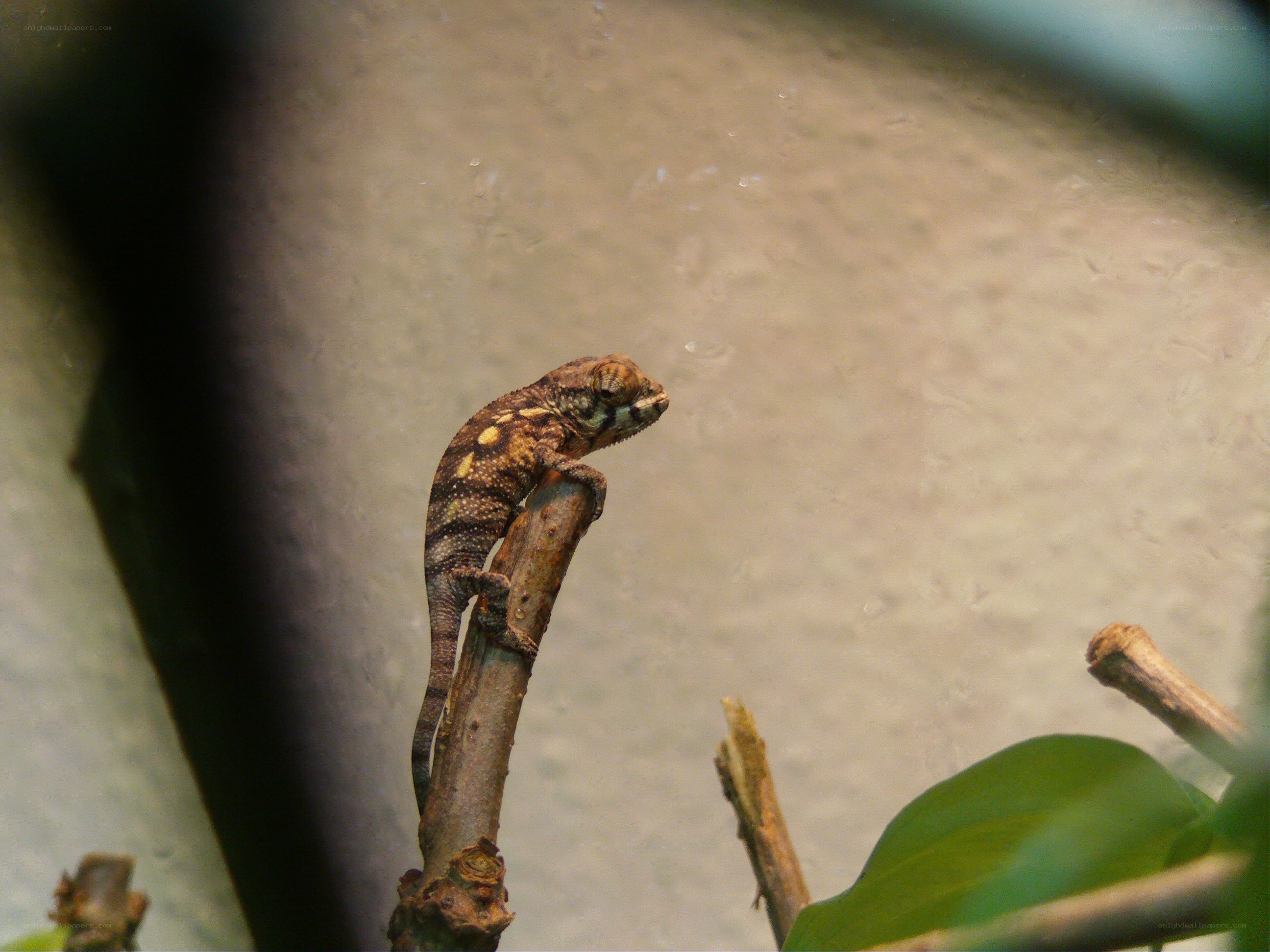 chameleon on a branch