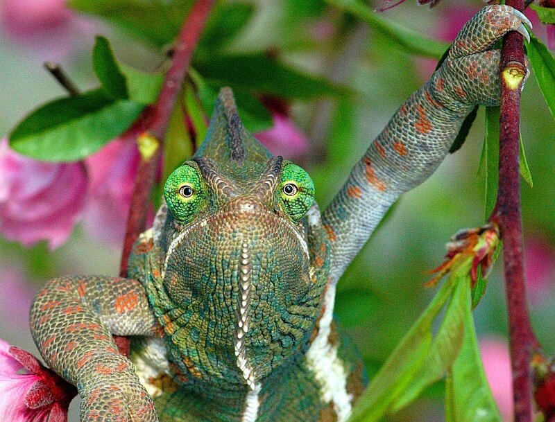 Chameleon on a branch