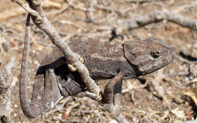 Chameleon on a Branch — Brown