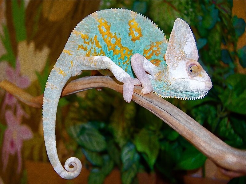 Chameleon on a Branch — Green, Calm, Photograph, Leaves, Yellow
