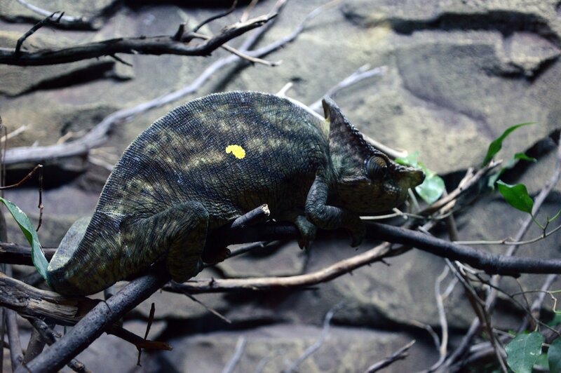 Chameleon on a Branch — Green, Calm, Photograph