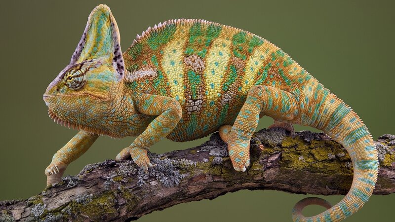 Chameleon on a Branch — Green, Calm