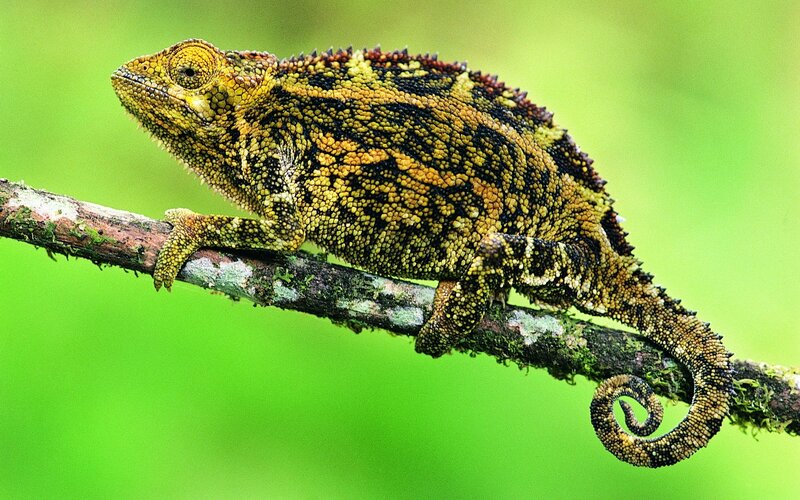 Chameleon on a Branch — Green, Natural, Photograph