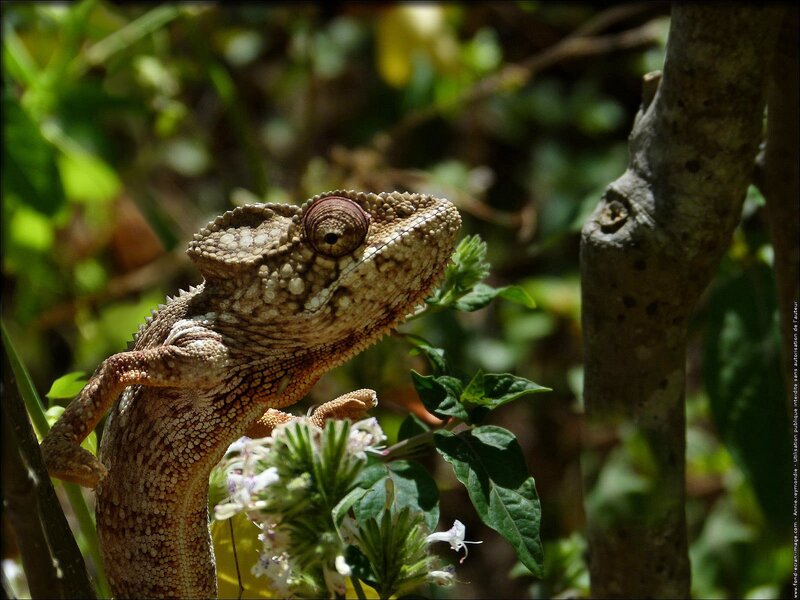 Chameleon on a Branch — Green, Natural