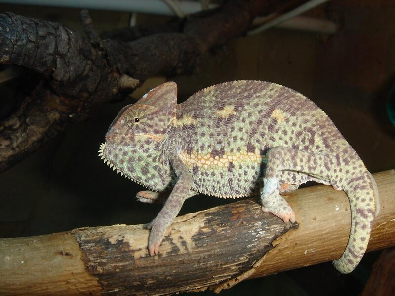 Chameleon on a Branch — Green