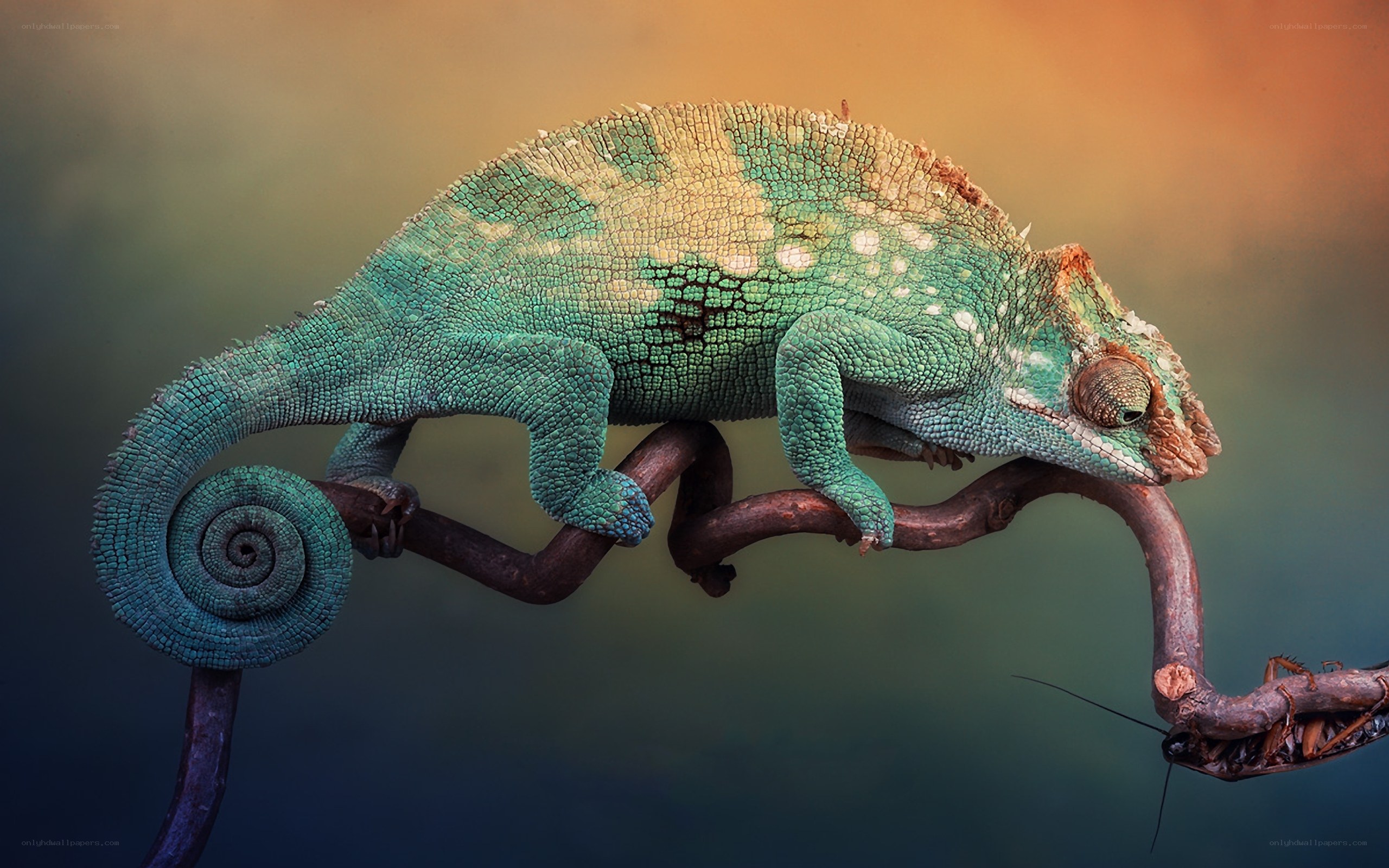 Chameleon on a branch