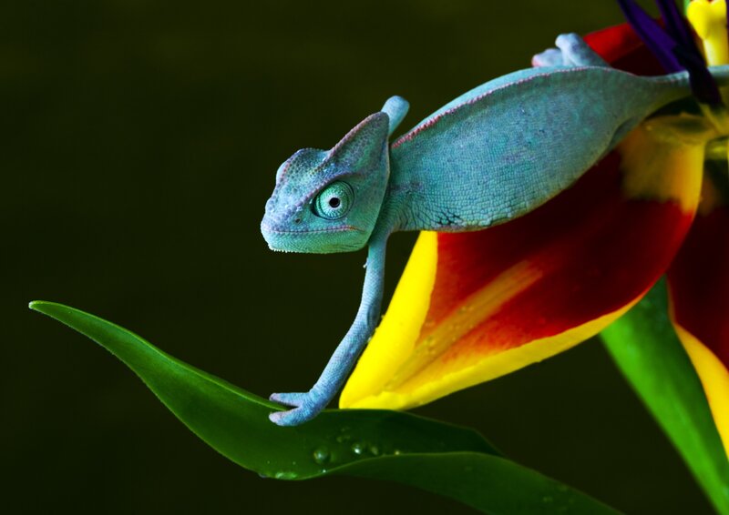 Chameleon on a colorful flower
