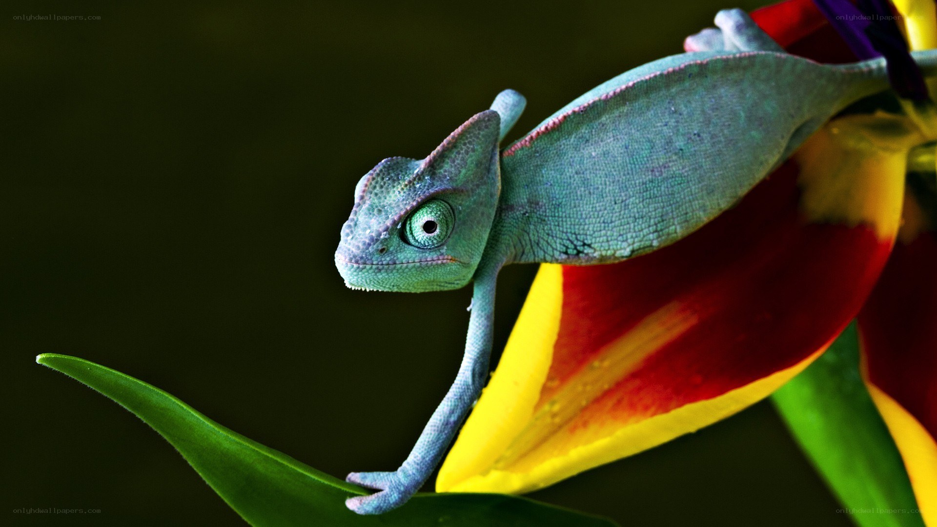 Chameleon on a colorful flower