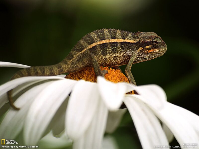 chameleon on a daisy