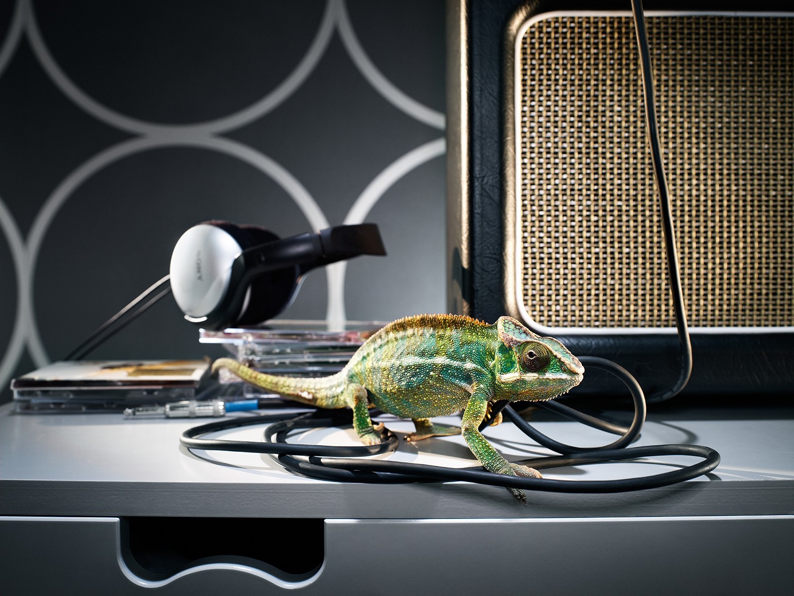 Chameleon on a desk