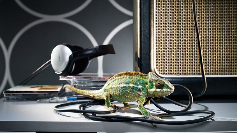 Chameleon on a desk with headphones