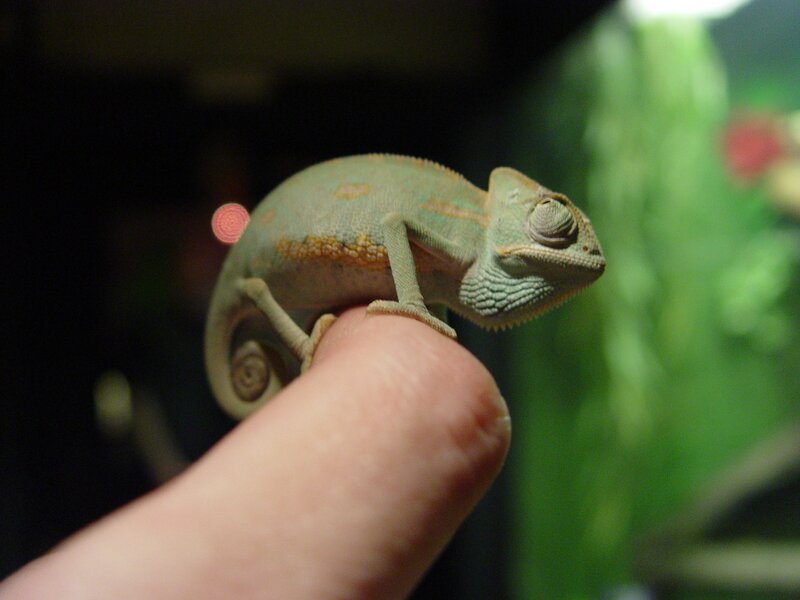chameleon on a finger
