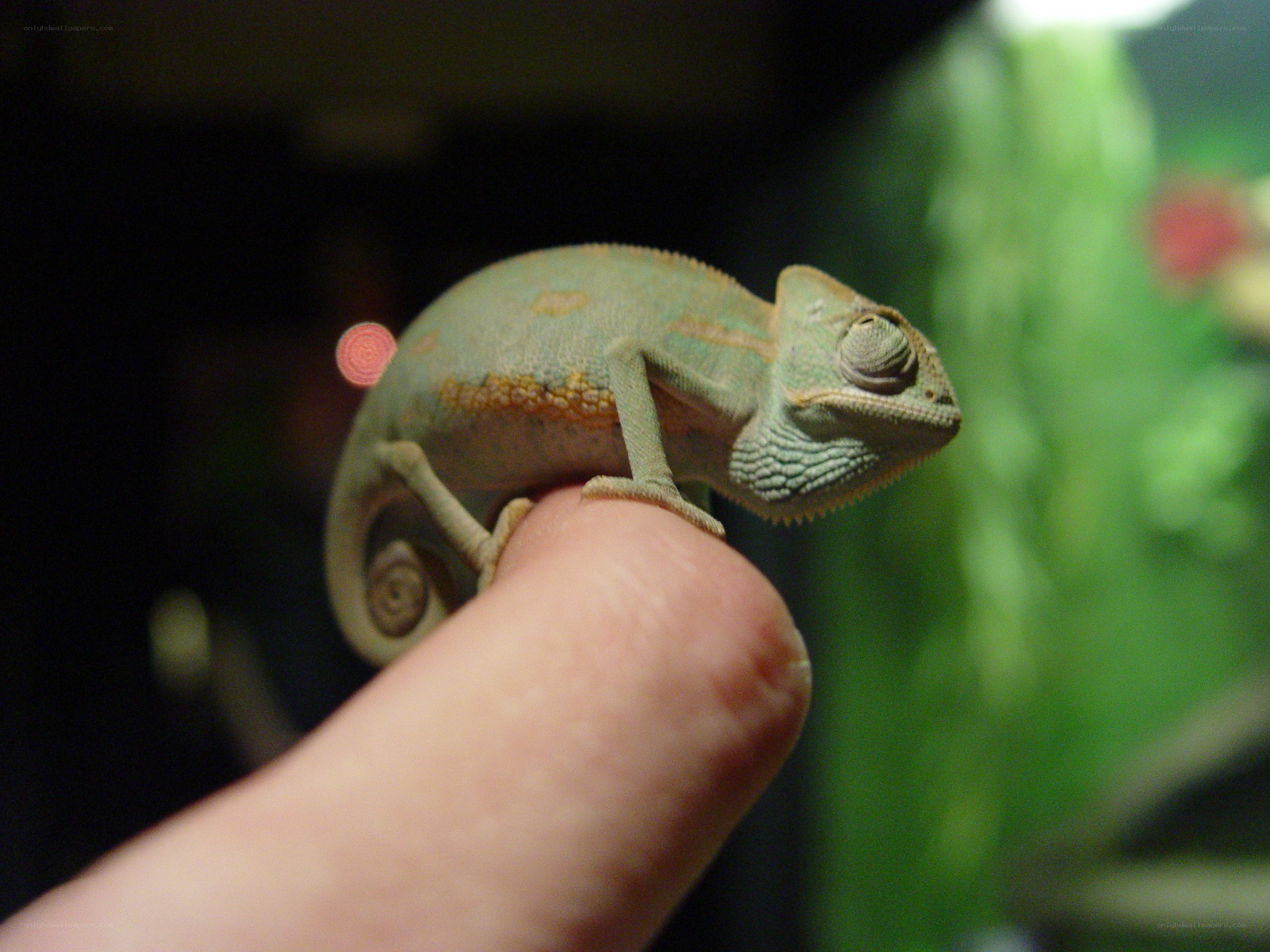 chameleon on a finger