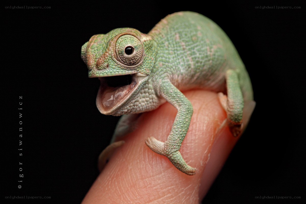 chameleon on a finger