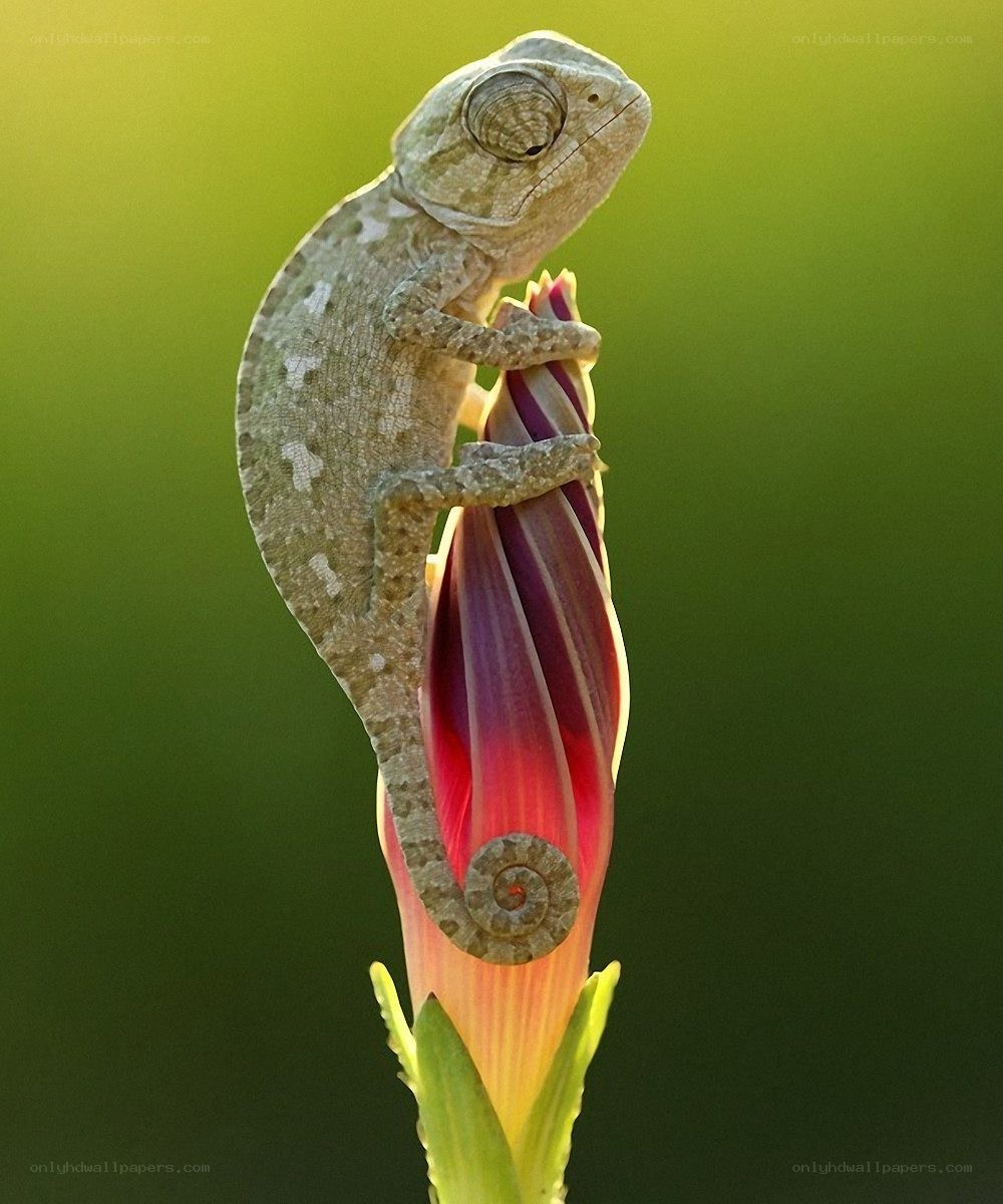 chameleon on a flower bud