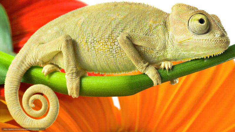 Chameleon on a flower stem