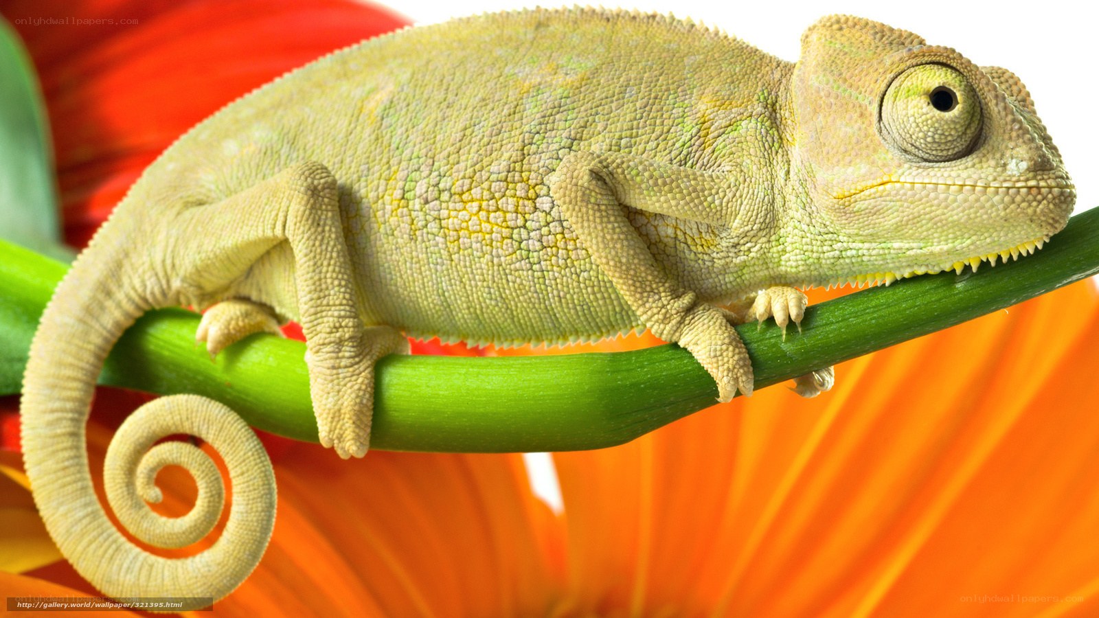 Chameleon on a flower stem