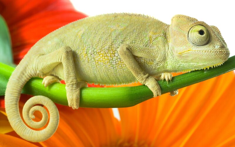 Chameleon on a flower stem