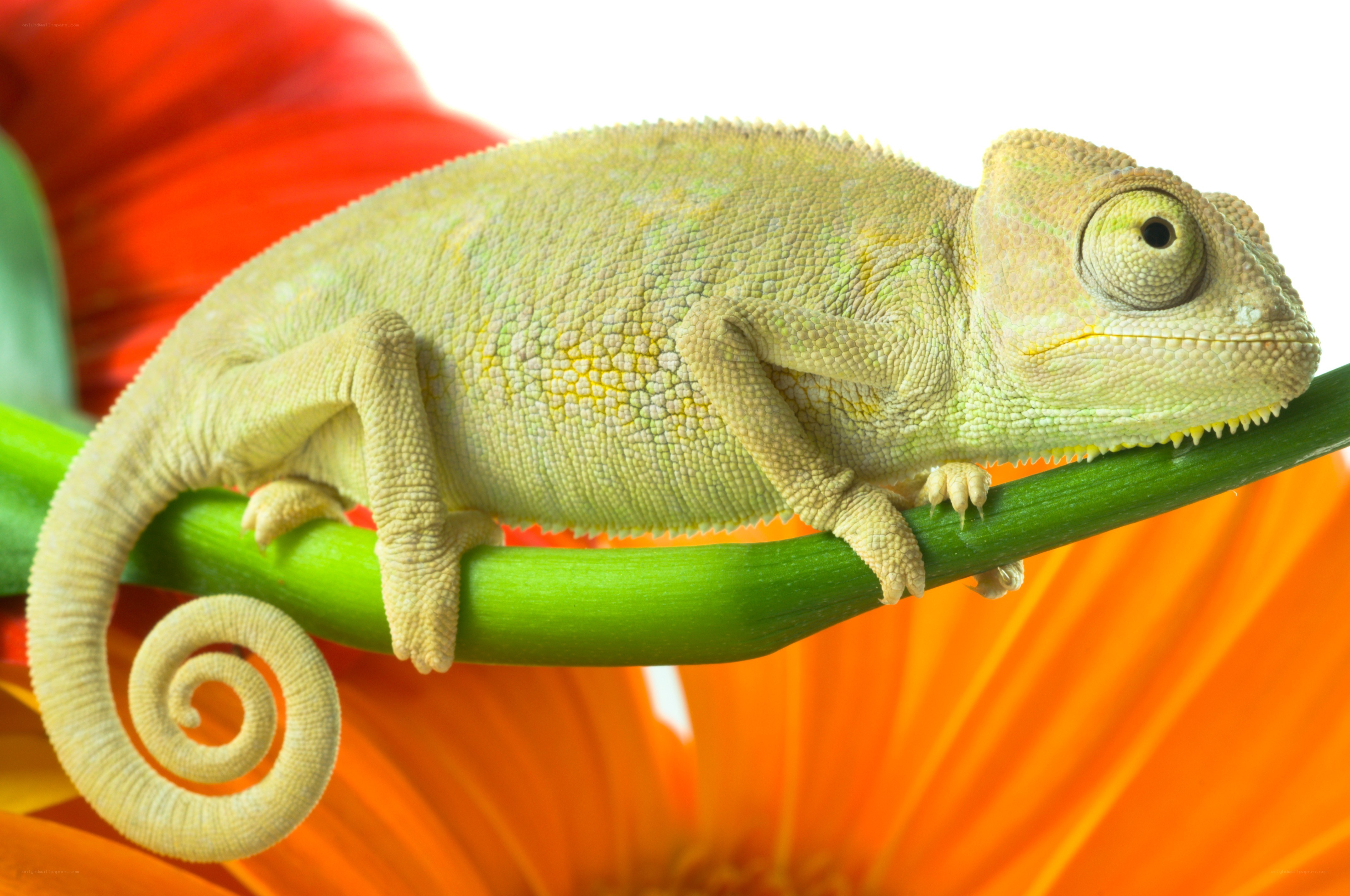 Chameleon on a flower stem
