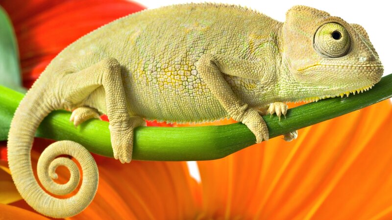 Chameleon on a flower stem