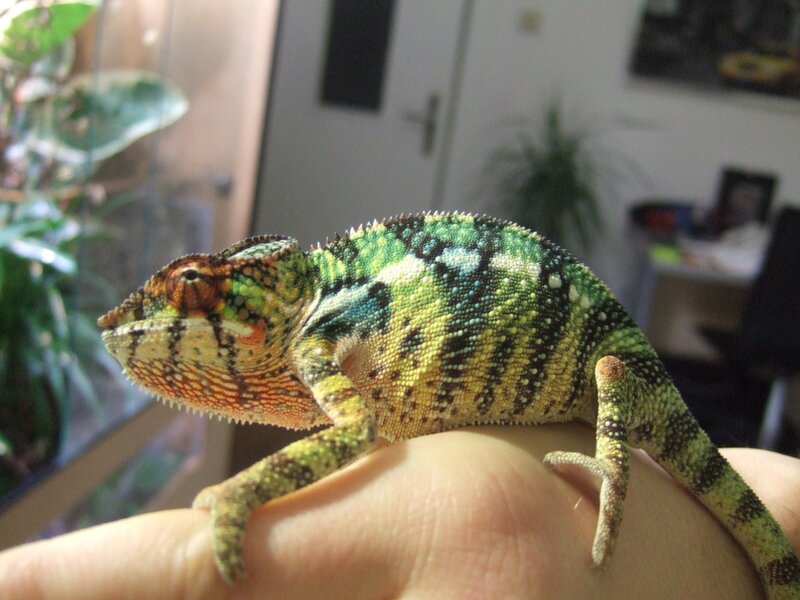 chameleon on a hand