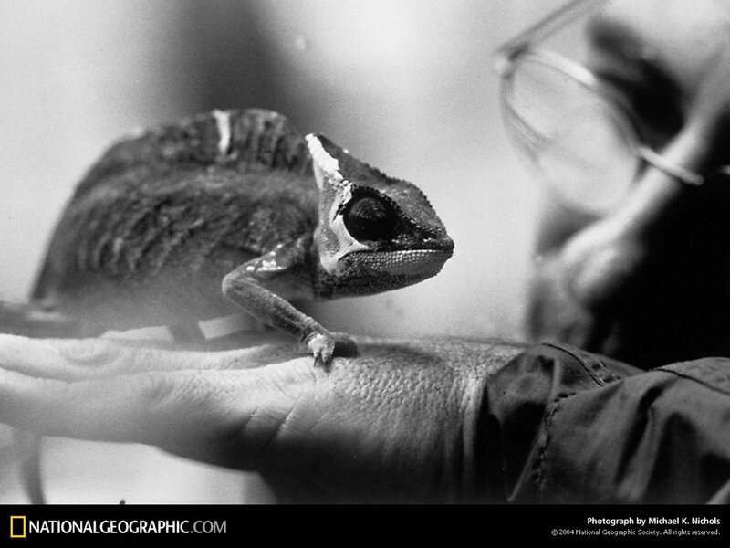 Chameleon on a hand