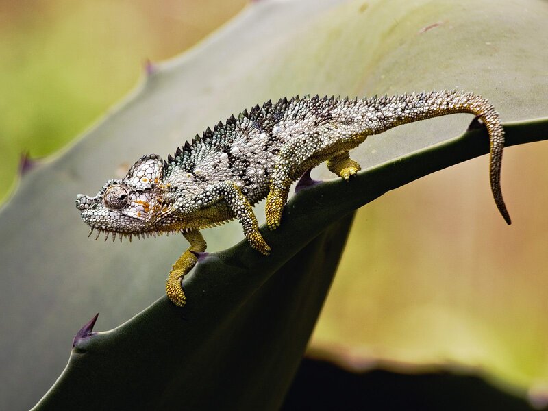 Chameleon on a leaf