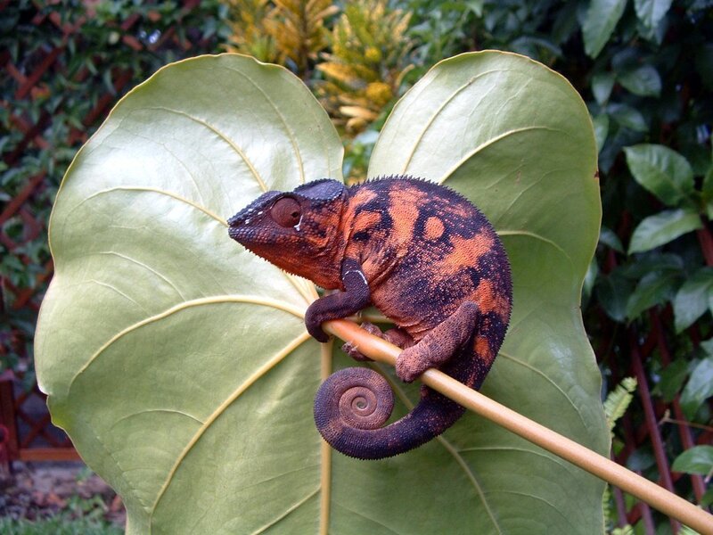 chameleon on a leaf