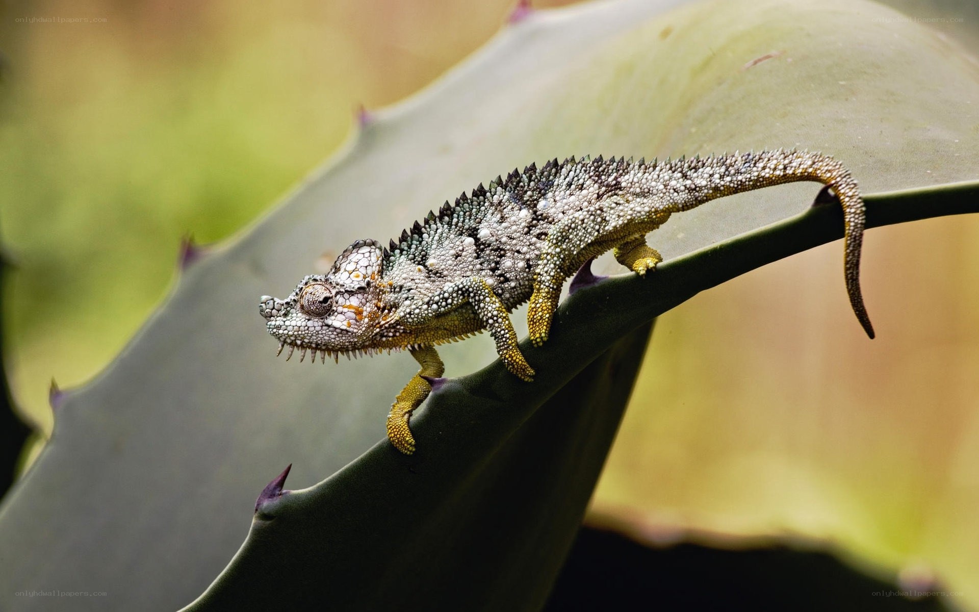 Chameleon on a leaf